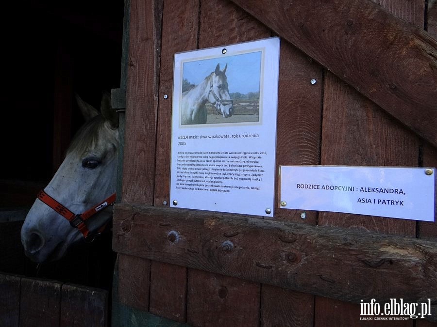 Dzie otwarty w Stowarzyszeniu Patrol Interwencyjny ds. Zwierzt Gospodarskich w Nowakowie, fot. 28