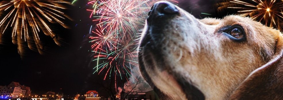 Zakaz fajerwerkw i petard w Elblgu? Co na to mieszkacy? Ankieta INFO