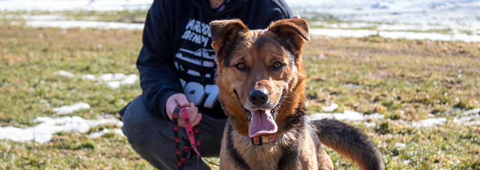 We� na spacer psa. Wiosenny Bieg na 6 �ap (zobacz zdj�cia!)