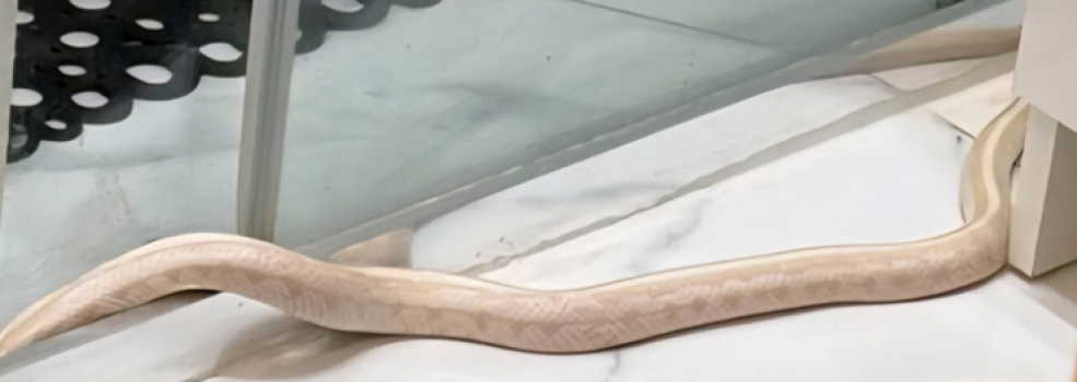 Metrowy w�� nadal na wolno�ci. Do mieszka�c�w trafi�y ulotki ostrzegawcze