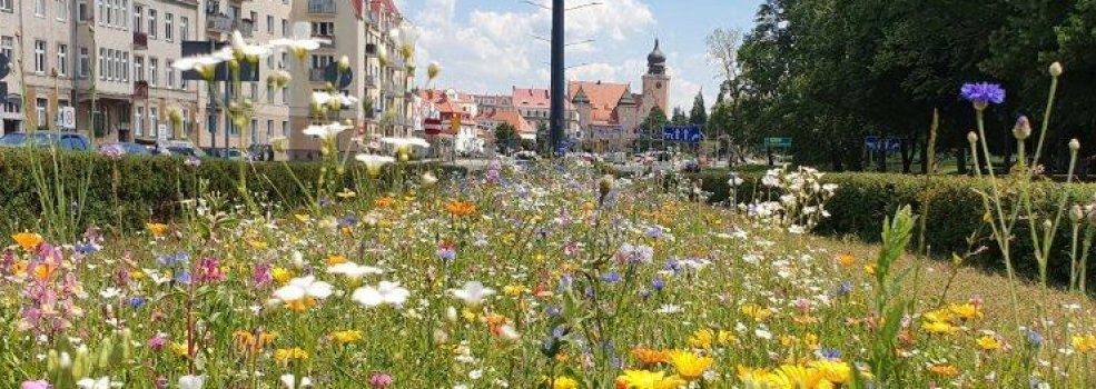  Dla zieleni i dla wody – startuje Zielony Bud�et 2026