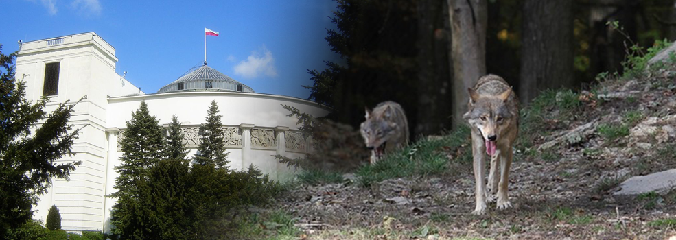 Wilki to coraz powa�niejszy problem w regionie? Pos�anka alarmuje, MKi� uspokaja