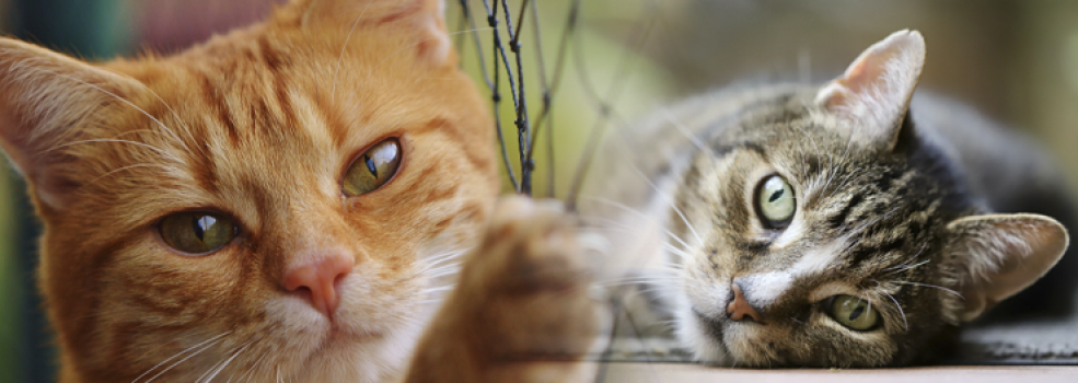 Czy� nie s� urocze? Koty z elbl�skiego schroniska - nasz materia� filmowy