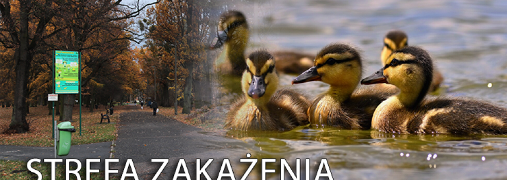 Ptasia grypa zn�w atakuje. W Elbl�gu wprowadzono stref� zaka�enia!