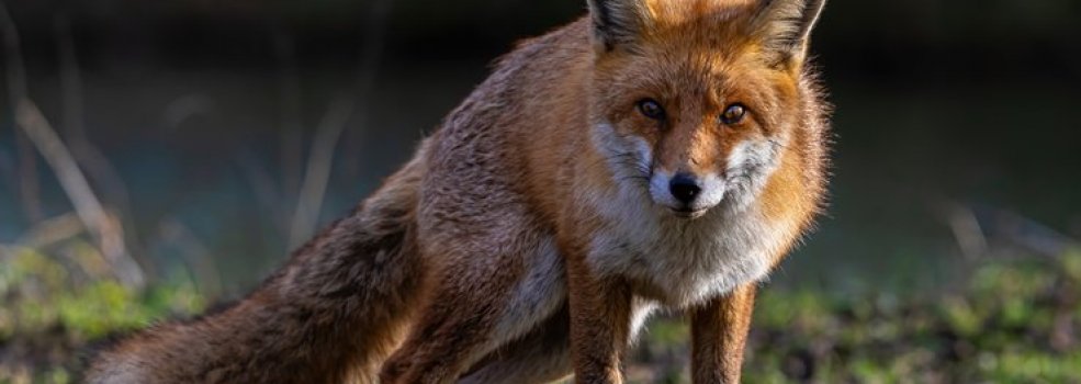 Lisy i borsuki coraz cz�ciej odwiedzaj� miasto. Sami pot�gujemy dziki problem?