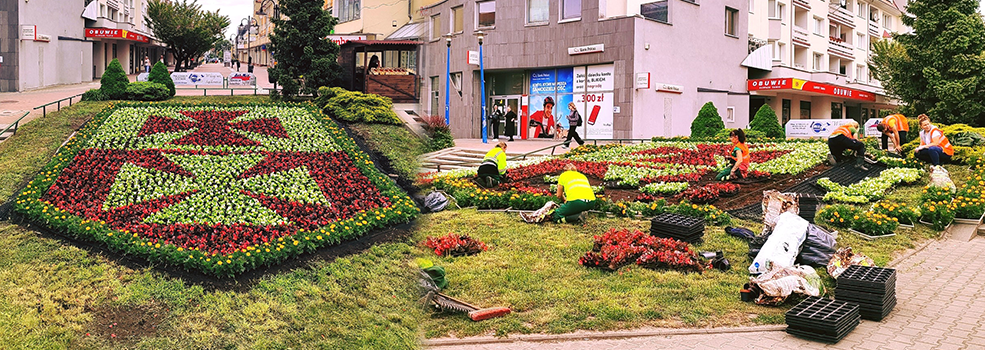 Herb Elbl�ga ponownie zakwit�. "To niemal 3 tysi�ce ro�lin"