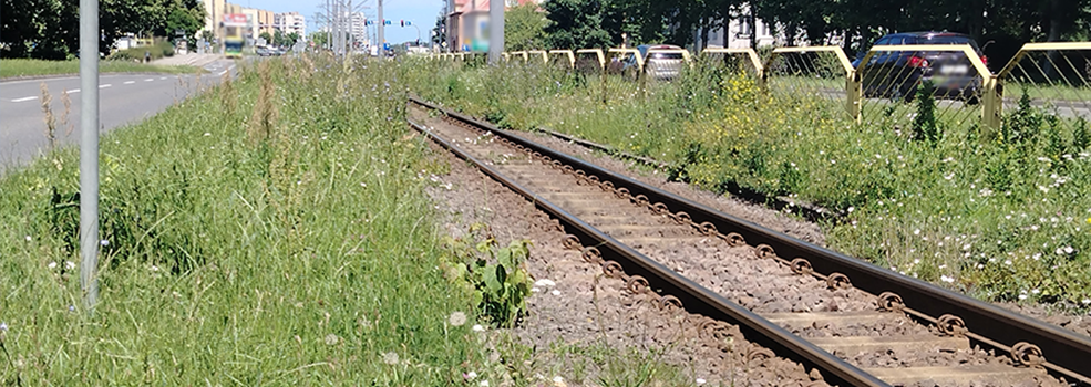 Czytelnik: Czy tak maj� wygl�da� ulice miasta w przeddzie� obchod�w Dni Elbl�ga?
