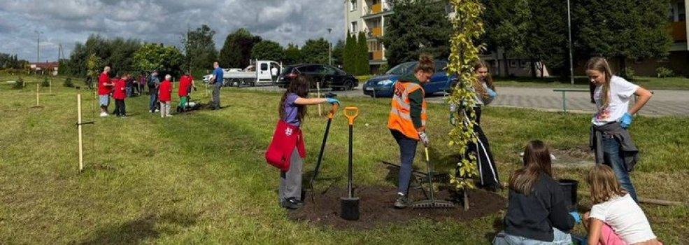 Zatorze bardziej zielone. Mieszka�cy posadzili 27 nowych drzew