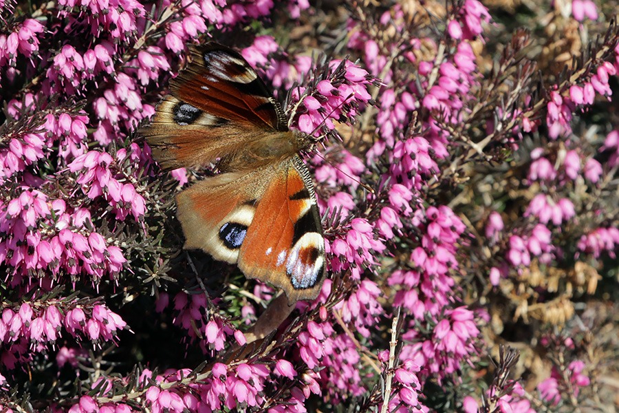 Motyl