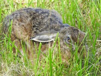 Zajc Szarak  (Lepus europaeus)