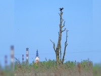 Kormoran Zwyczajny, w tle Katedra