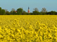 Rzepakowe pole w okolicach Bielnika Pierwszego