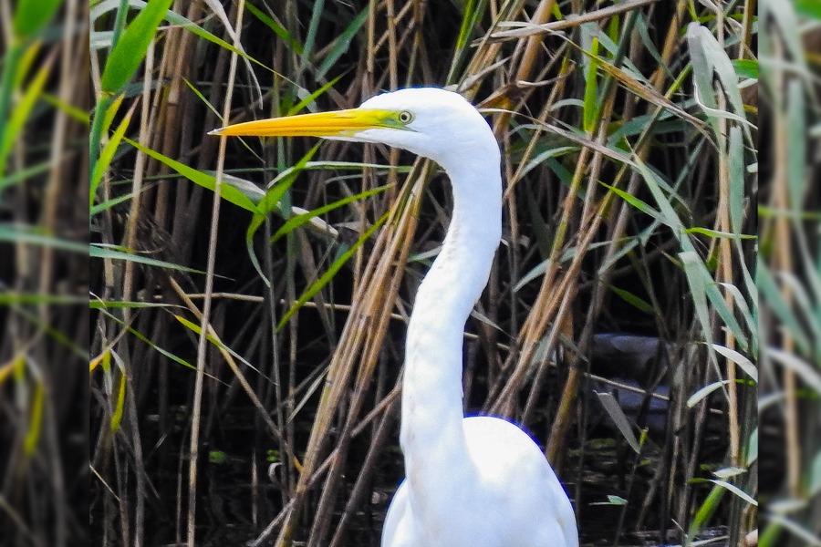 Czapla Biaa (Ardea alba) portret