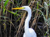 Czapla Biaa (Ardea alba) portret